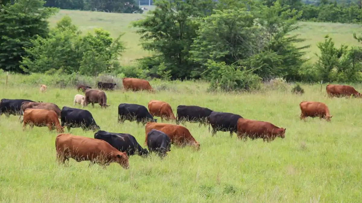 Հայապատկան արօտավայրերը յայտնուած են հակառակորդին ձեռքը 