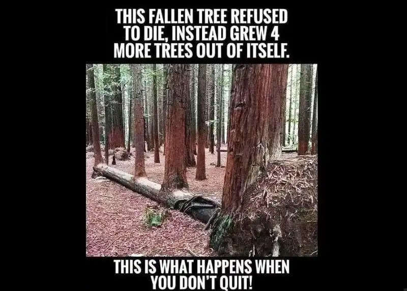 Հայուն Տապարահար Ծառը Պիտի Վերածաղկեցնենք