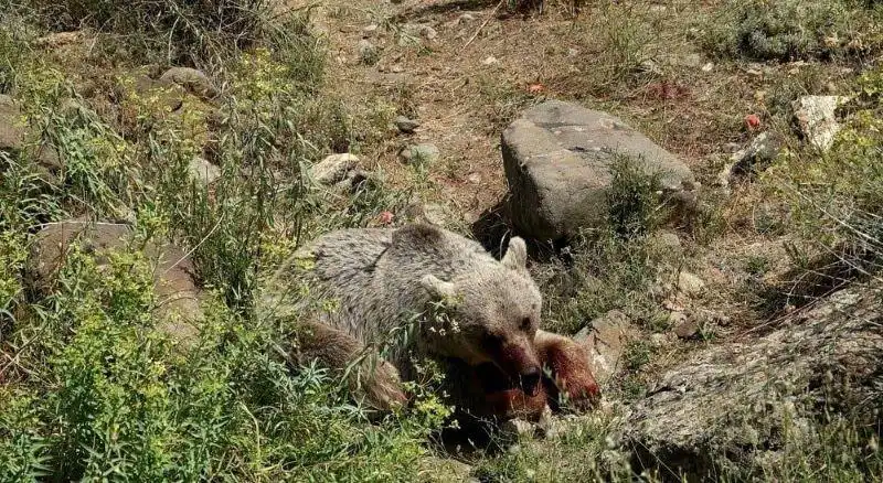 Վայոց ձոր. Փոքրիկ գորշ արջը՝ անկեալ
