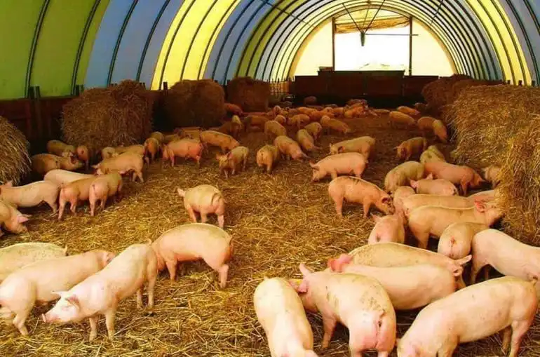 Արցախի մէջ «Խոզերու ժանտա՞խտ» կը  տարածուի 