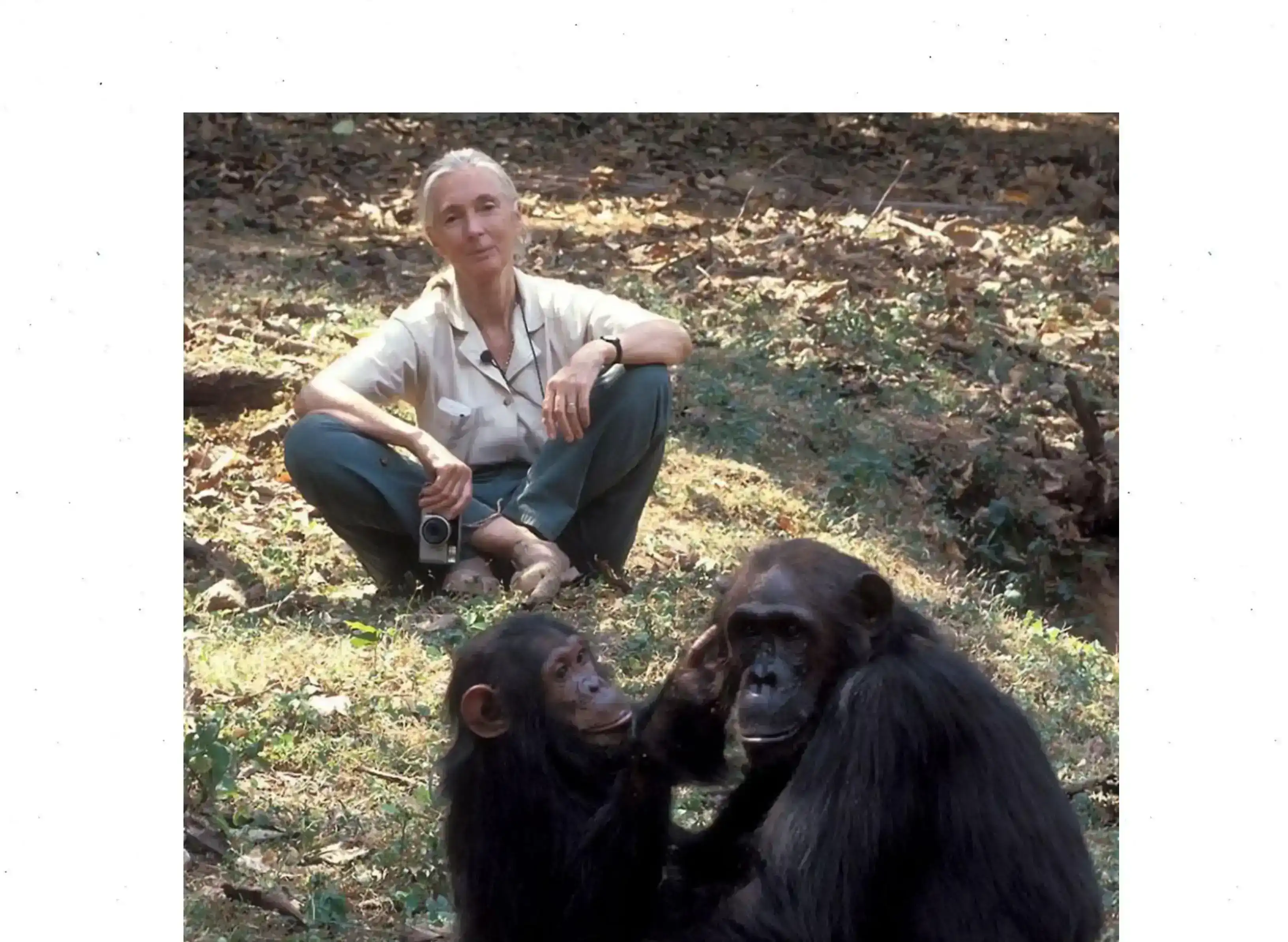 Ճէյն Կուտոլ. Կին մը, որ աշխարհը մօտեցուց բնութեան