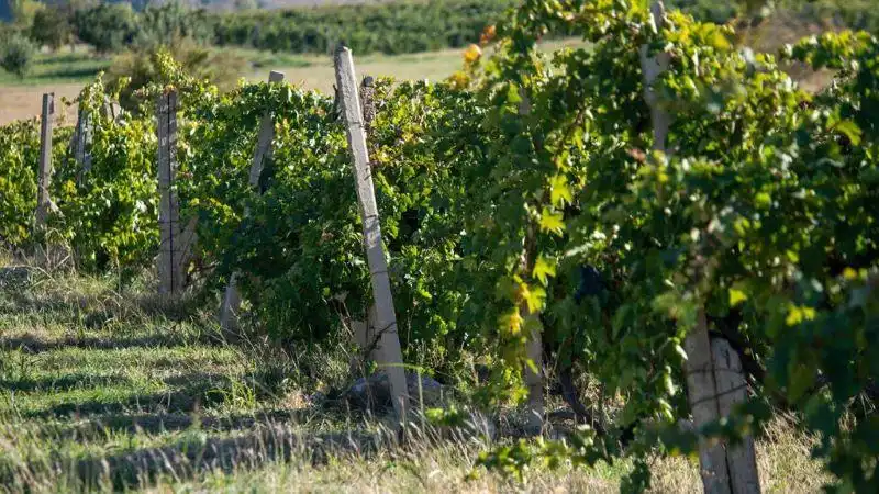 Ատրպէյճանցիք զէնքի ուժով վռնտած են հայ գիւղացիները 