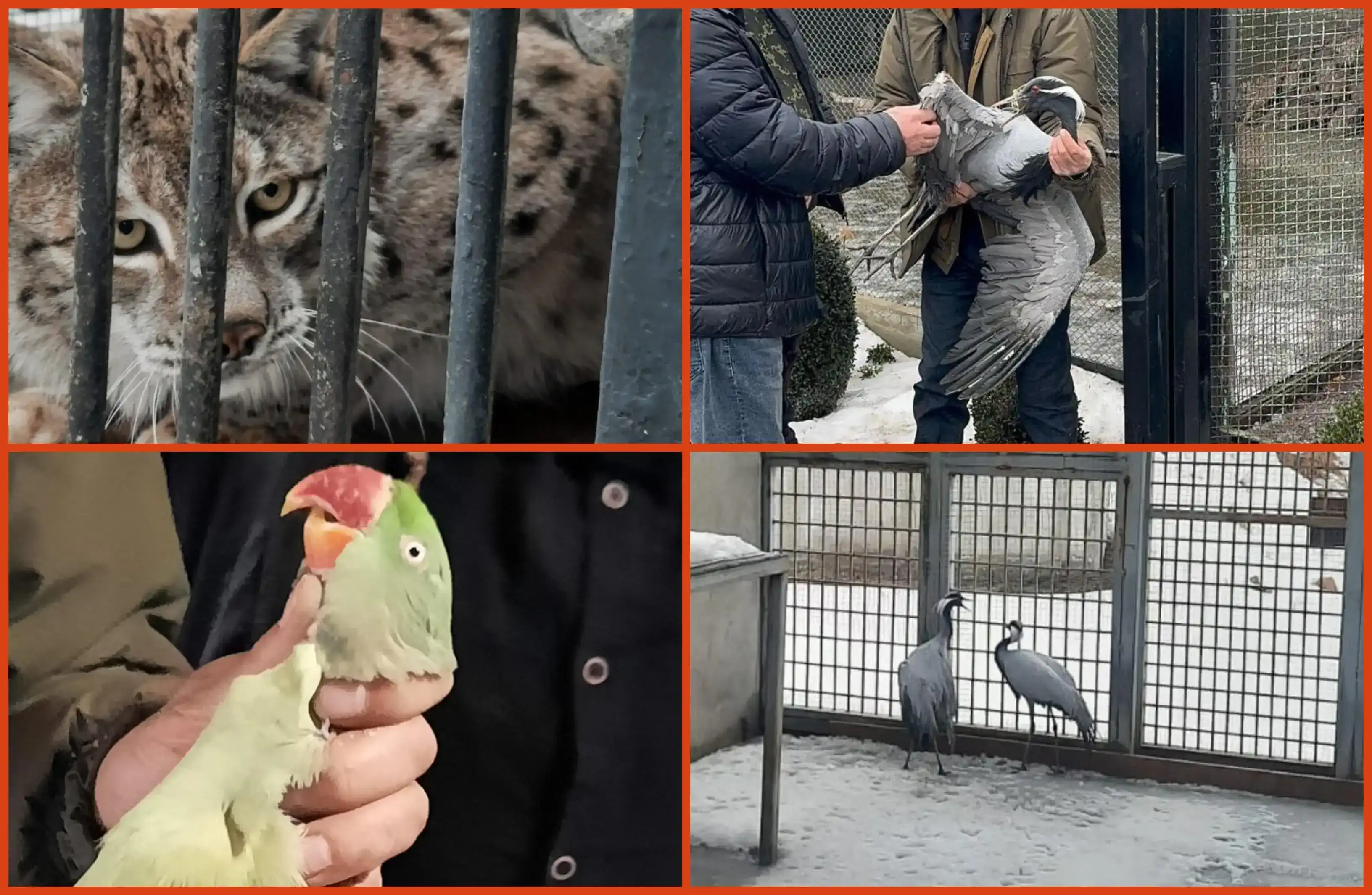 Ապօրինի պահուող լուսանը տեղափոխուած է Երեւանի կենդանաբանական այգի