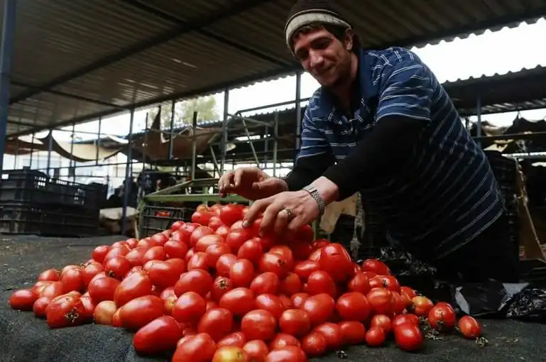 Ո՛չ ատրպէյճանեան լոլիկին