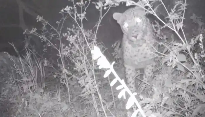 Կովկասի մէջ հազուագիւտ ընձառիւծի երեւումը Խոսրովի անտառին մէջ (Տեսանիւթ)