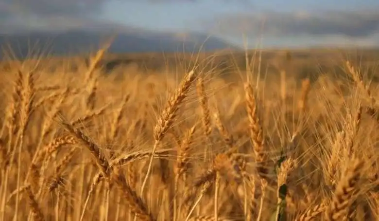 Հայաստանի մէջ. Ցորենի մթերման համար գիներու անկում 