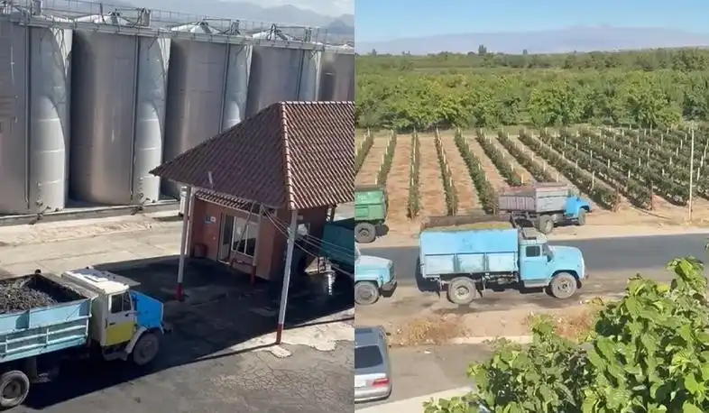 Խաղողի մթերման գործընթացն կ՚ընթանայ ամբողջ թափով․ Գէորգ Պապոյեան