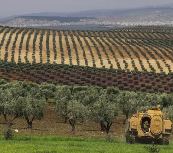 Թուրքիան կը շարունակէ թալանը. Աֆրինէն գողցուած ձիթապտուղի բերքը կը գնահատուի 80 միլիոն ամն տոլարով