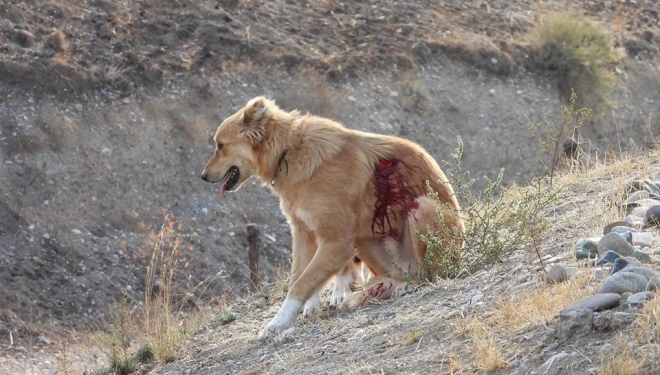 Ադրբեջանական կողմի կրակոցներից վիրավորվել է Արցախի դիտակետի շունը