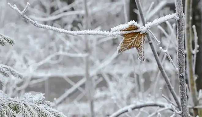Աշոցքի եւ Չարենցաւանի մէջ  ձիւնաթափ