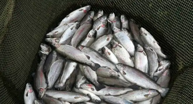 Ստեփանաւանի մէջ ձուկերու անկում. Պատճառները պիտի ճշդուին
