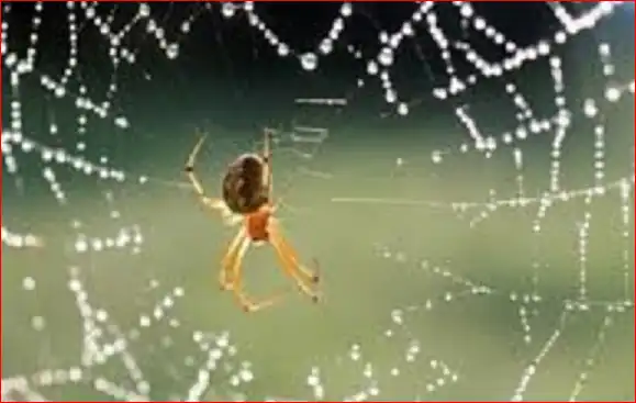 Սարդը «ղըսմէթ» է. Խաժակ Այնթէպլեան