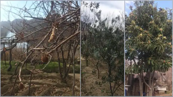 Նամակ երկրէն. Մեր փրկութիւնը մեր դաշտերն են, մեր արտերը. Ռաֆֆի Տուտագլեան