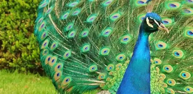 Սիրամարգ. Արմենակ Եղիայեան