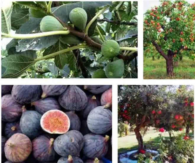 Գիւղական Օրագիր. Գիւղ Ուշի  (ԺԱ.)