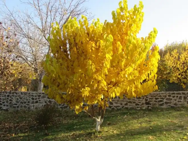 Գիւղական Օրագիր. Գիւղ Ուշի (Գ. մաս)