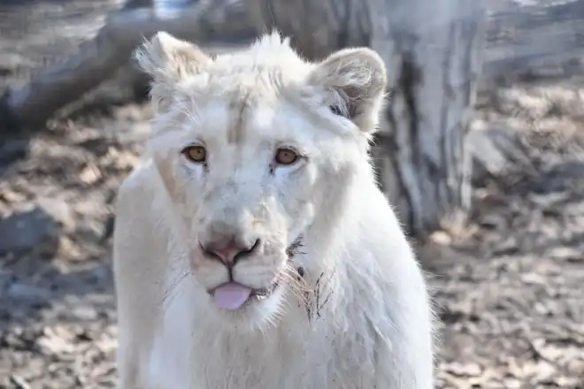 Գագիկ Ծառուկյանի նվիրած Սիմբան մեծացել է