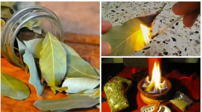 Ինչքանով  օգտակար է դափնիի տերեւ  այրել տան մէջ.  5 Հիմնական պատճառներ