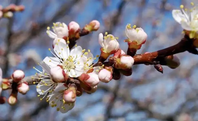 Եղանակը կտրուկ պիտի տաքնայ