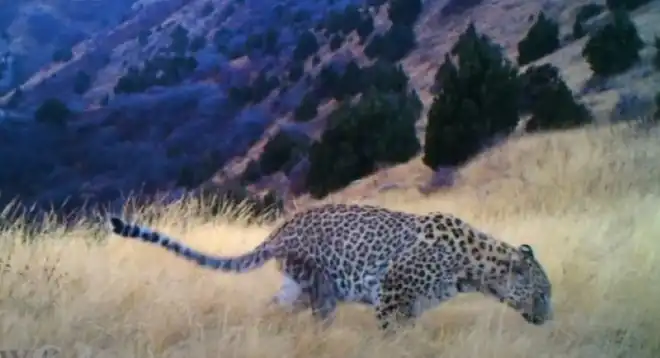 Նոր Կովկասեան էգ  յովազի երեւում Ենոքավանի կիրճին մէջ