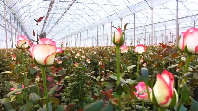 Փոքրիկ Հոլանդիա՝ Հայաստանում. 25 տեսակի 11 միլիոն վարդ է աճեցվում Գողթում