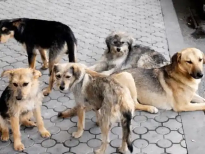 Արտակարգ դէպք Արագածոտնի մարզէն ներս. Փողոցի շուներու յարձակման թիրախ դարձած քաղաքացին մահացած է