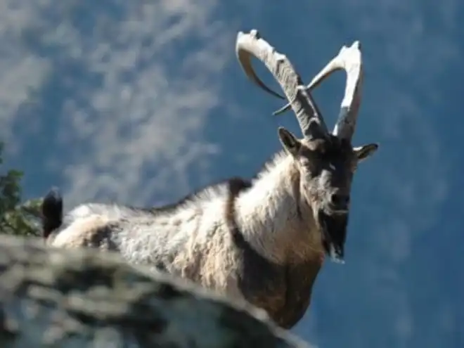 «Կարմիր գիրք»ի Բեզոարեան այծի որս. Կայ  ձերբակալեալ