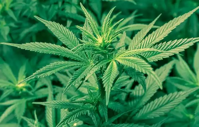 Հայաստանի մէջ այսուհետեւ կանեփ պիտի արտադրուի