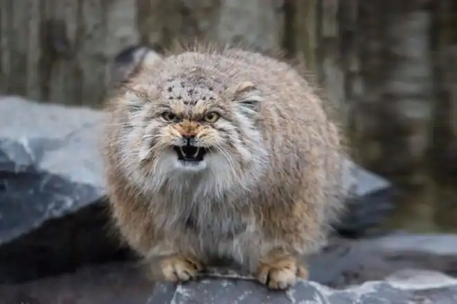 Հայաստանի հազուագիւտ գիշատիչ՝ մանուլը դարձեալ յայտնաբերուած  է